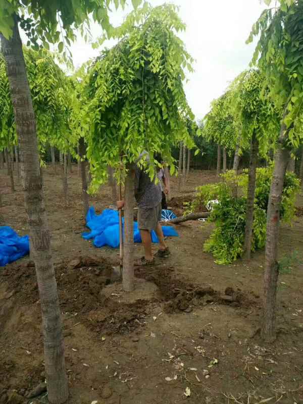 1732503740491551.jpg mmexport1505227597063.jpg