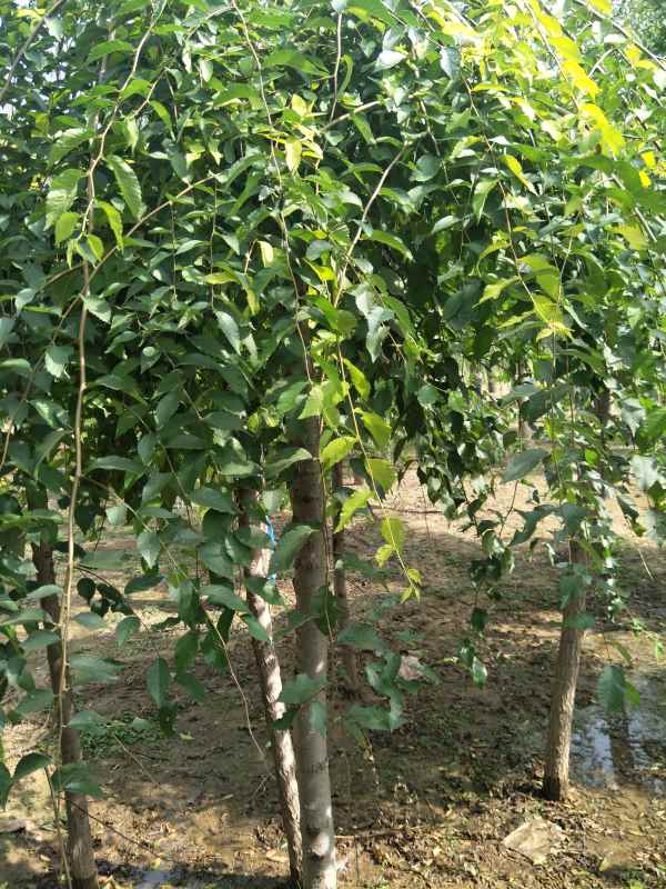 1732503901482280.jpg IMG20170927134648.jpg