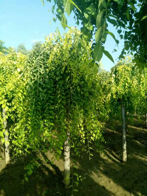 1732504146225490.jpg mmexport1504089702567.jpg