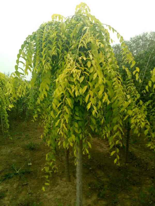 1732504232590591.jpg mmexport1504626888946.jpg