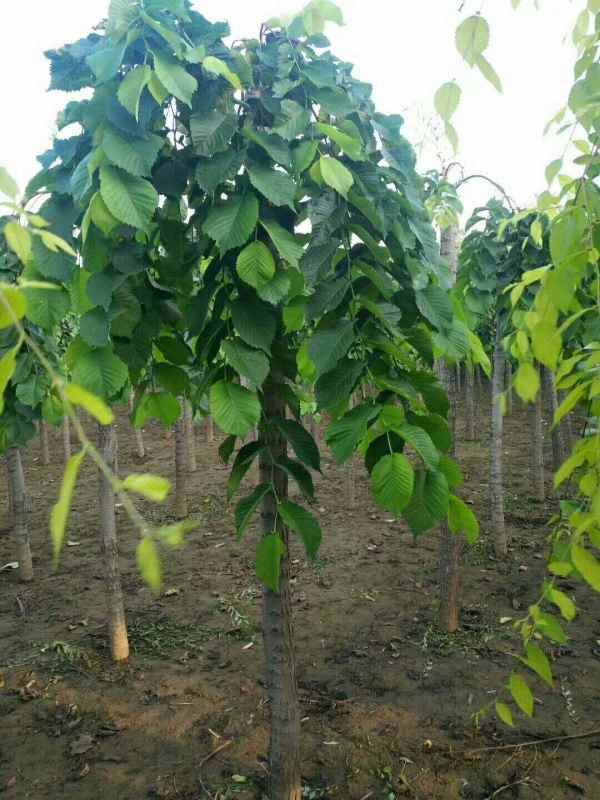 1732504566291076.jpg mmexport1505385880197.jpg