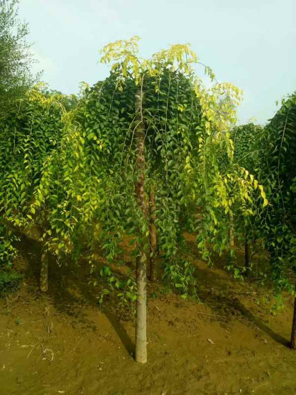 1732504638109719.jpg mmexport1505820629558.jpg