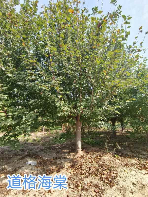 1732598695408820.jpg IMG_20230922_143736.jpg