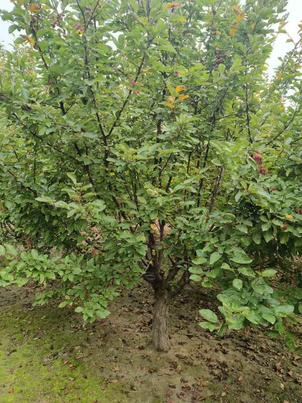 1732599117475167.jpg IMG_20230901_153028.jpg