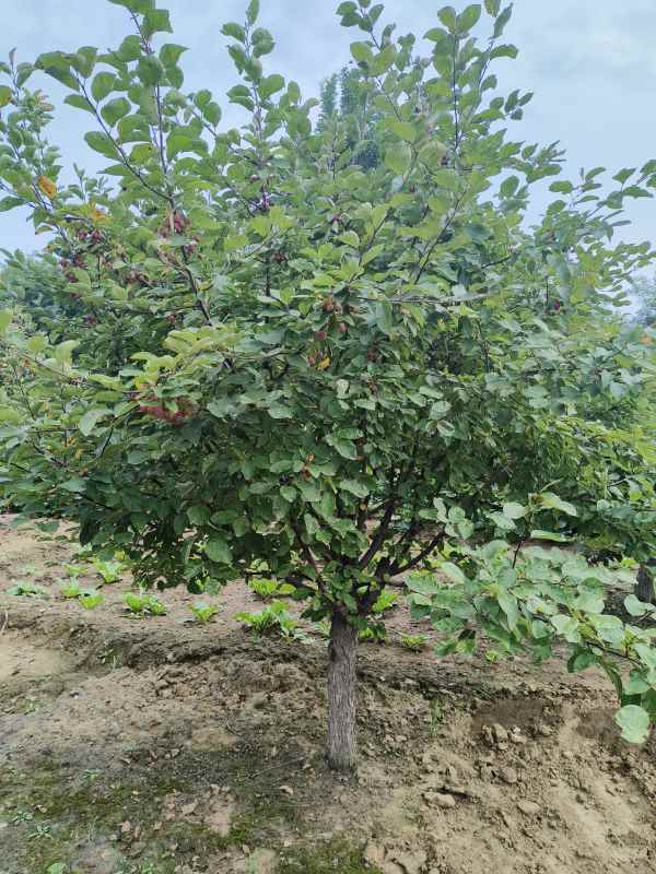 1732599203928169.jpg IMG_20230901_153017.jpg