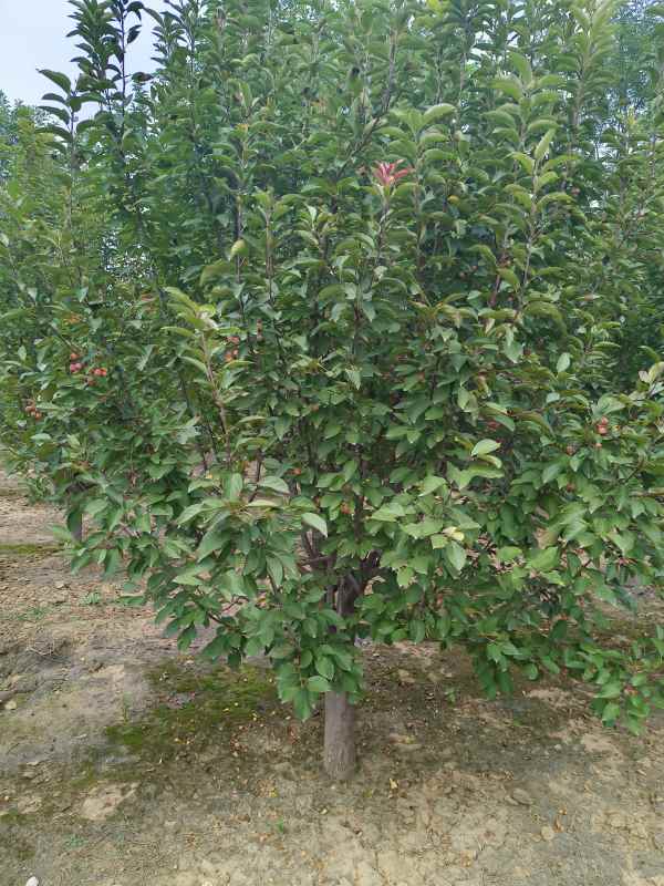 1732599274502358.jpg IMG_20230901_153011.jpg