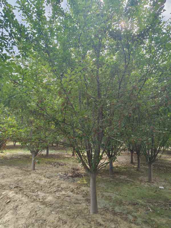 1732599343812976.jpg IMG_20230901_152615.jpg