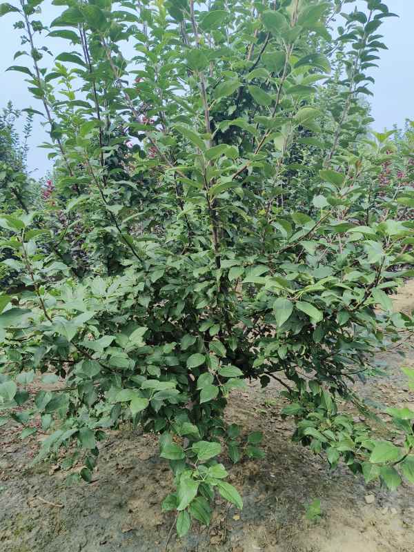 1732599680590831.jpg IMG_20230901_151957.jpg