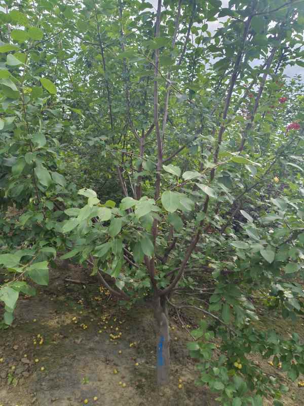 1732599741871069.jpg IMG_20230901_151930.jpg