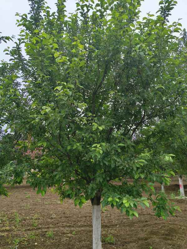 1732599885559459.jpg IMG_20230519_121438.jpg