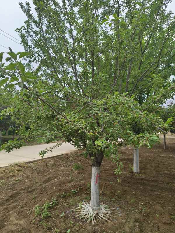 1732599971758813.jpg IMG_20230519_121420.jpg