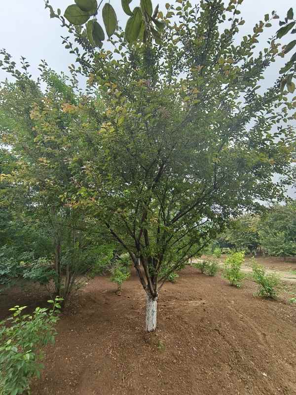 1732600101883848.jpg IMG_20230519_121013.jpg