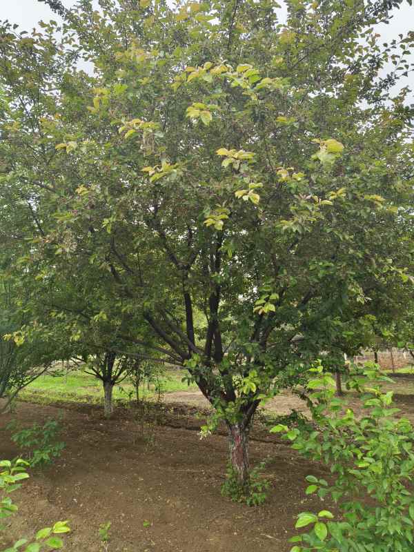 1732600305538302.jpg IMG_20230519_120859.jpg