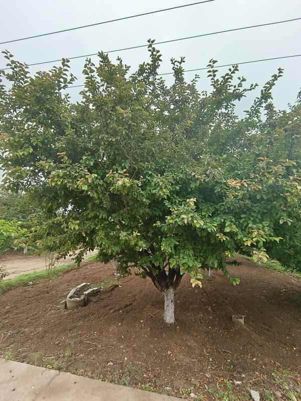 1732600367603465.jpg IMG_20230519_120618.jpg