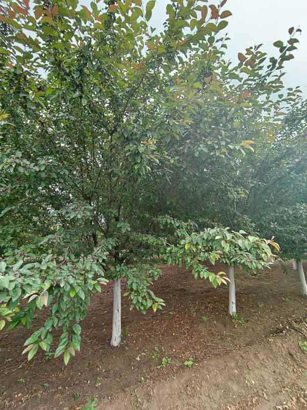 1732600491561308.jpg IMG_20230519_120026.jpg