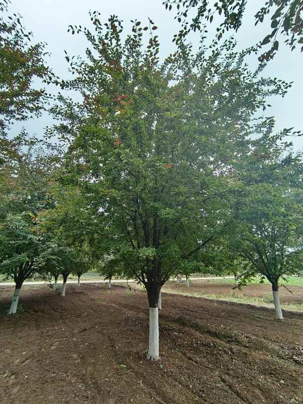 1732600896163865.jpg IMG_20230519_115602.jpg