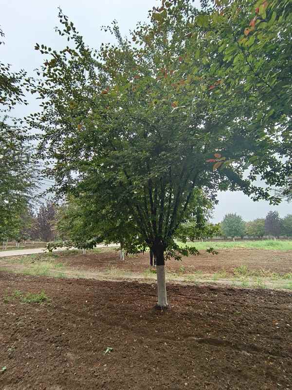 1732601043917473.jpg IMG_20230519_115532.jpg