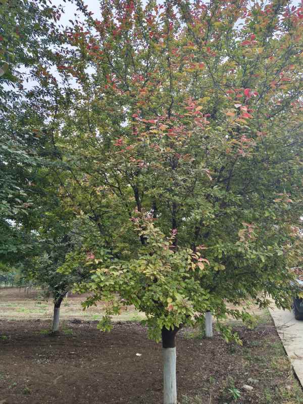 1732601111120449.jpg IMG_20230519_115432.jpg