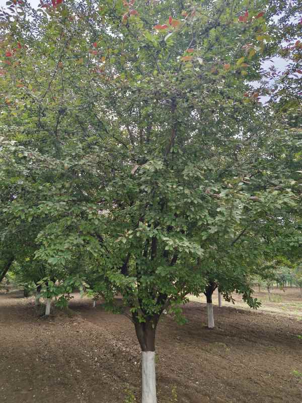 1732601200360326.jpg IMG_20230519_115427.jpg