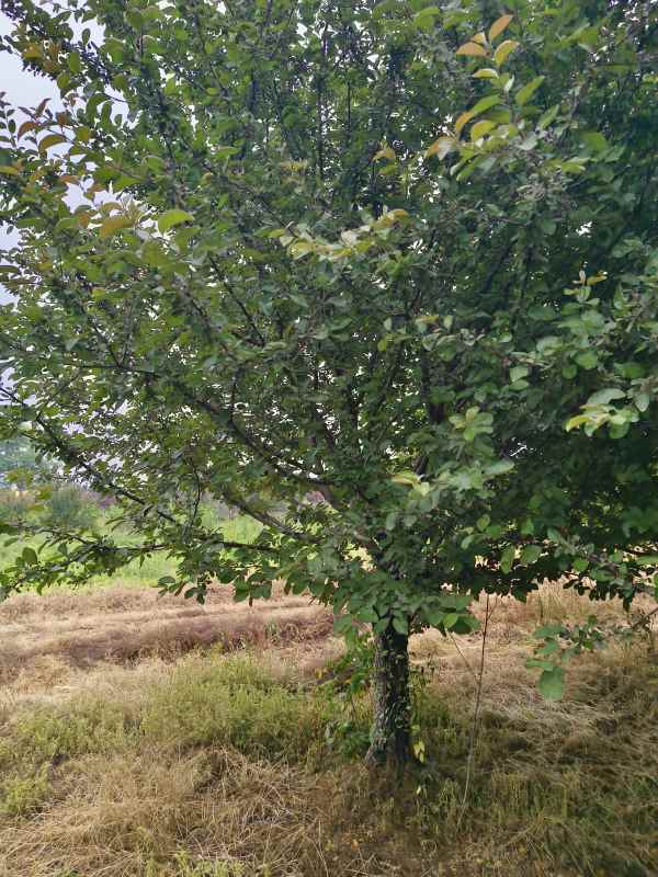 1732601271667621.jpg IMG_20230519_111946.jpg