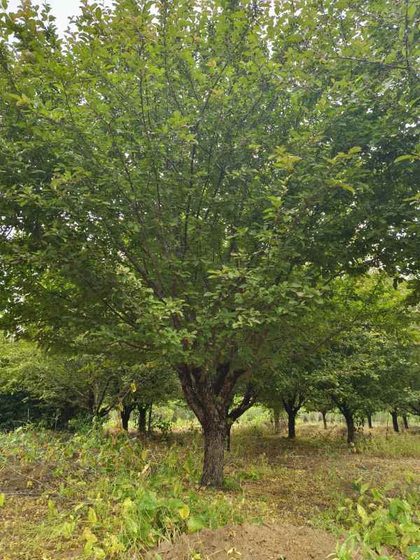 1732601437314504.jpg IMG_20230519_111922.jpg