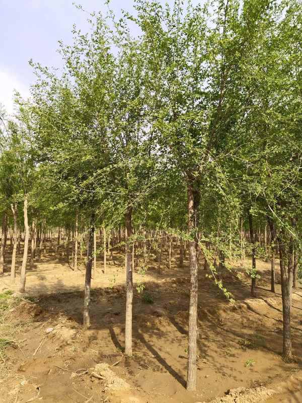 1732684515397876.jpg IMG_20200426_085813.jpg