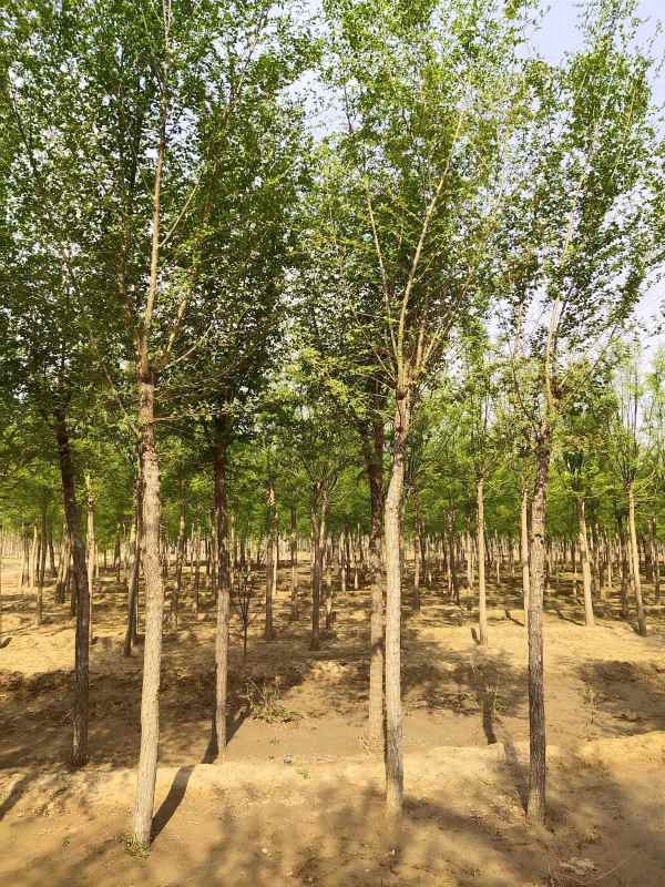 1732684777776753.jpg IMG_20200426_085823.jpg