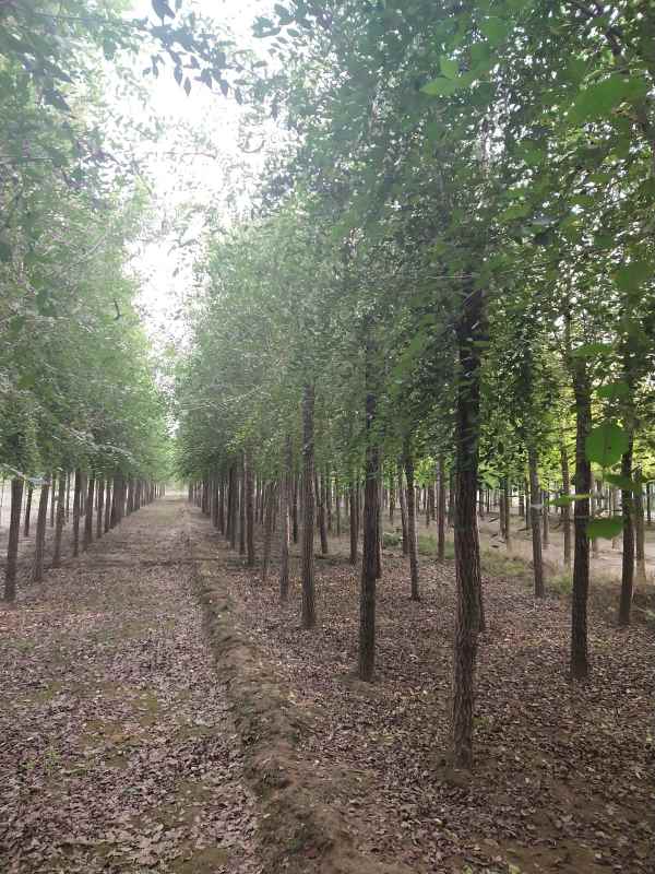 1732684977965077.jpg IMG_20200920_164454.jpg