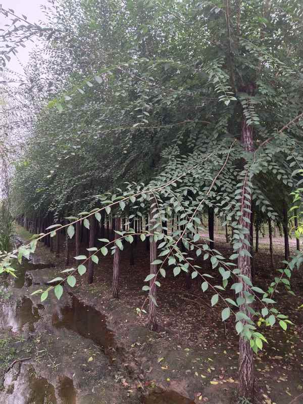 1732685141805320.jpg IMG_20210927_163231.jpg