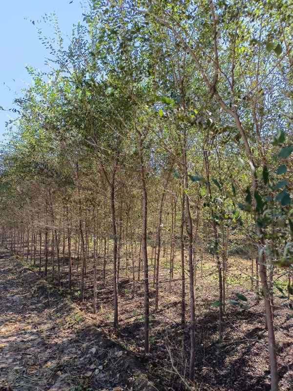 1732685444209553.jpg IMG_20211016_115827.jpg