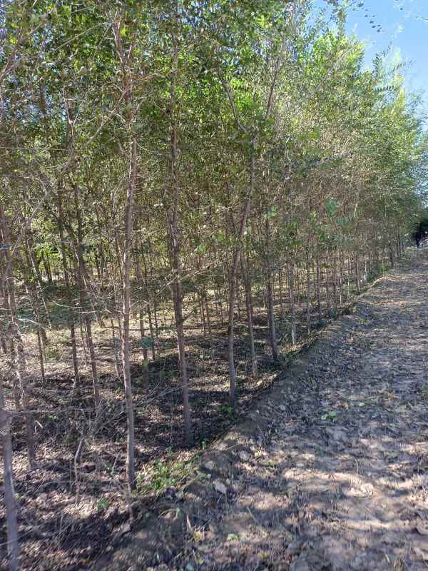 1732685605374482.jpg IMG_20211016_115849.jpg