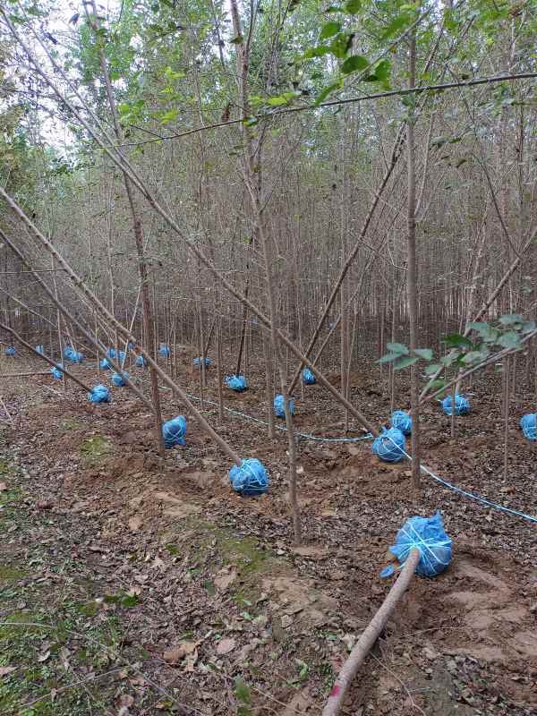 1732685830531343.jpg IMG_20211020_071123.jpg