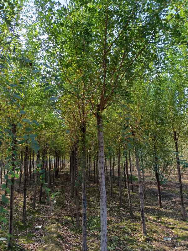 1732686742899348.jpg IMG_20211023_100358.jpg