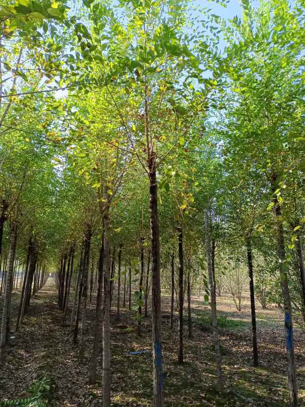 1732686880156381.jpg IMG_20211023_100411.jpg