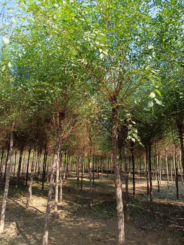 1732687124925091.jpg IMG_20211023_124849.jpg