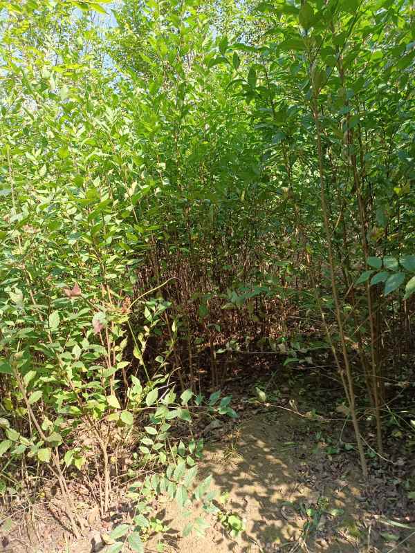 1732687364393227.jpg IMG_20211023_132354.jpg