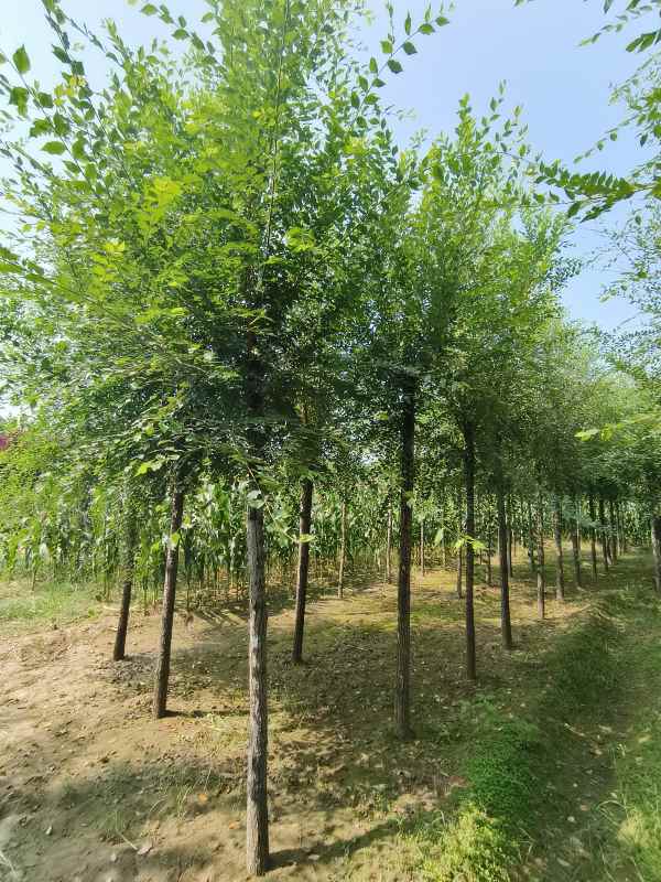 1732688400855174.jpg IMG_20230831_102728.jpg