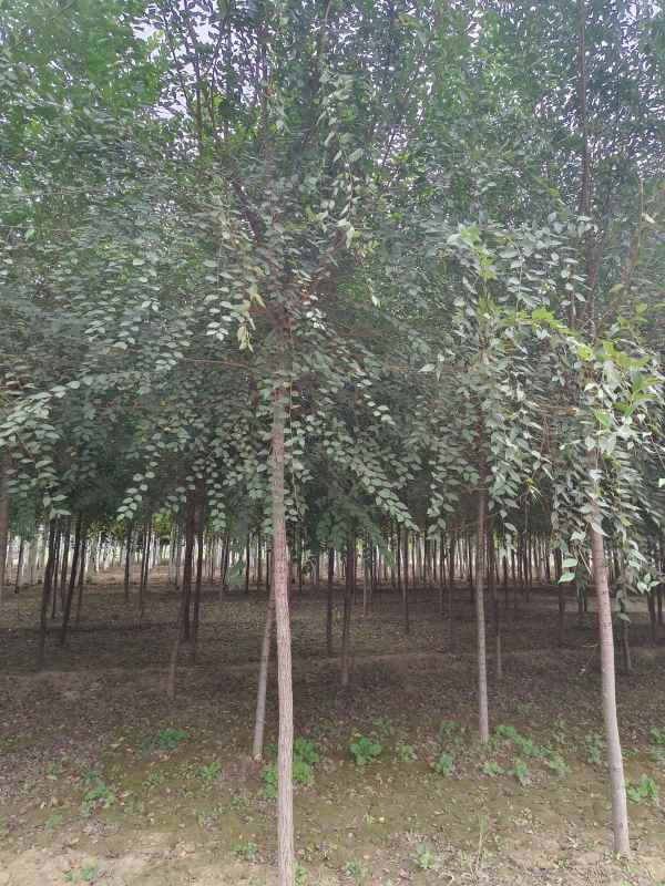 1732688573107135.jpg IMG_20231006_152951.jpg