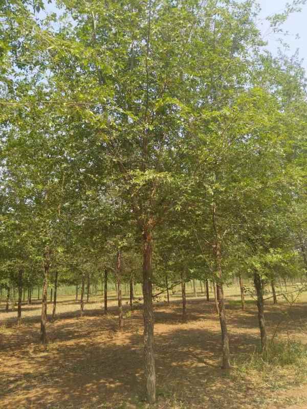 1732688650712958.jpg mmexport1631441882837.jpg