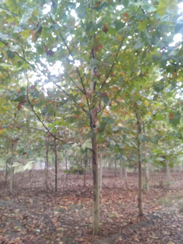 1732776461586948.jpg IMG_20161026_120421.jpg