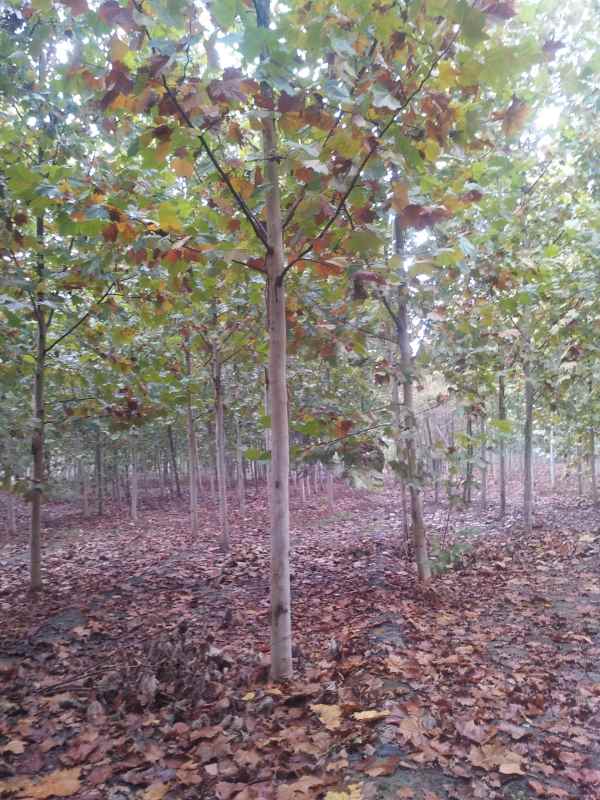 1732776537692633.jpg IMG_20161026_120442.jpg