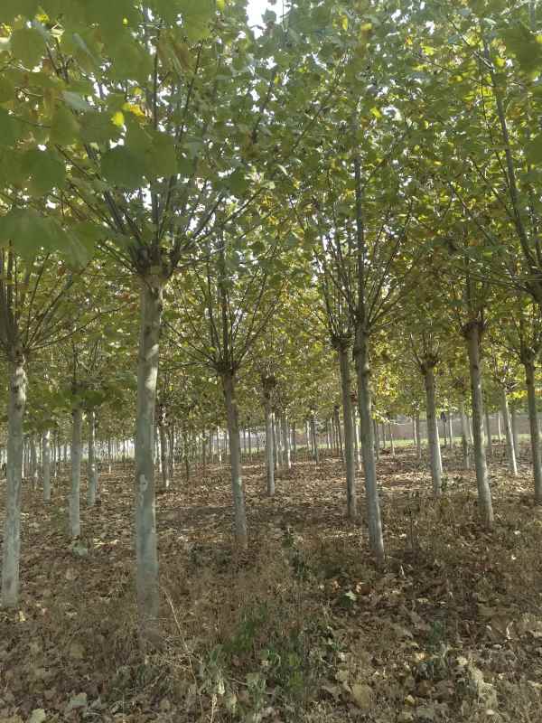 1732778614178072.jpg IMG_20231113_095756.jpg