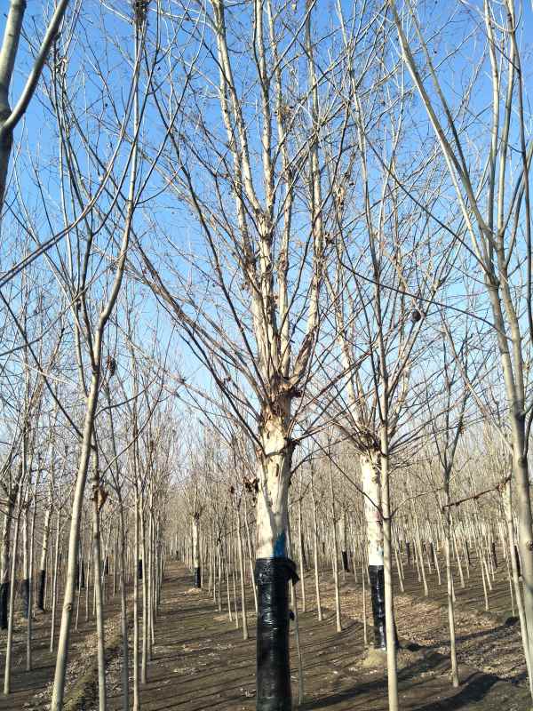 1732779983993776.jpg IMG20170223153933.jpg