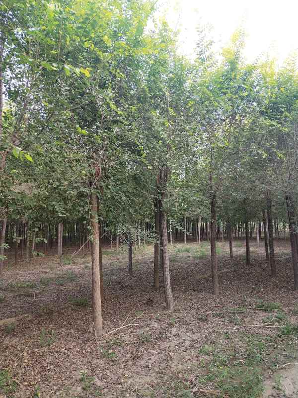 1732856689279947.jpg IMG_20210910_165425.jpg