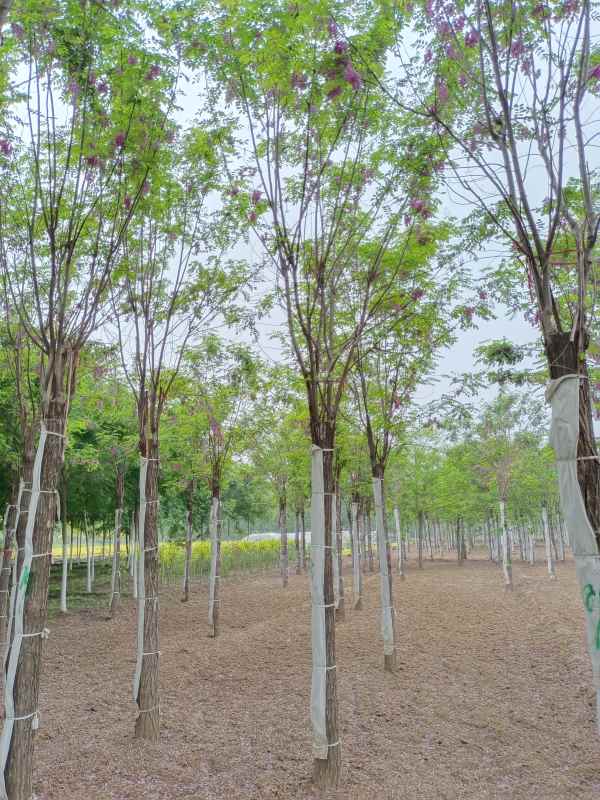 1732856761593692.jpg IMG_20220511_134325.jpg