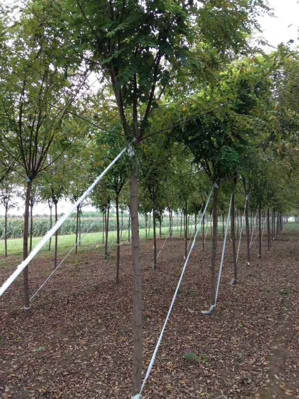 1732856840847685.jpg mmexport1570196487782.jpg