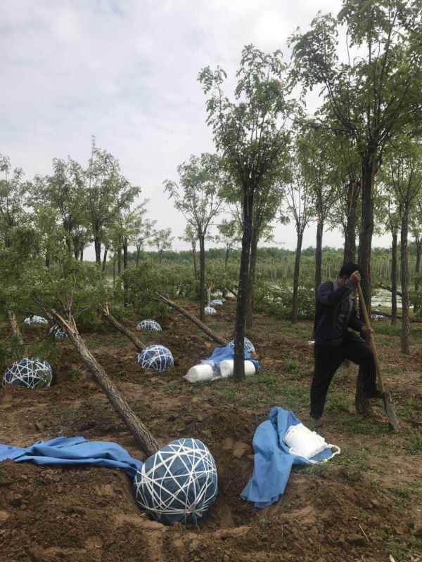 1732856907820735.jpg mmexport1556581616446.jpg