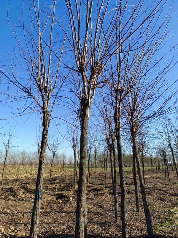 1732856962808977.jpg IMG_20211206_145459.jpg