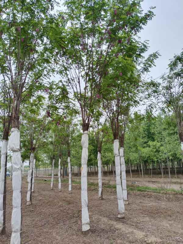 1732857053435172.jpg IMG_20220511_134253.jpg