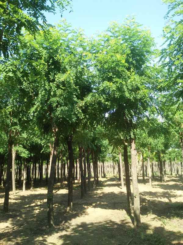 1732857115788130.jpg IMG_20160616_084501.jpg